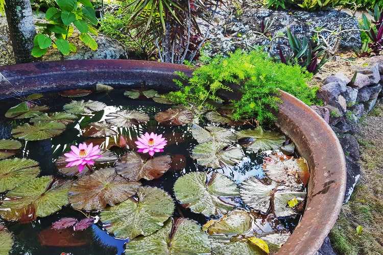 Big copper pot with water and lilies