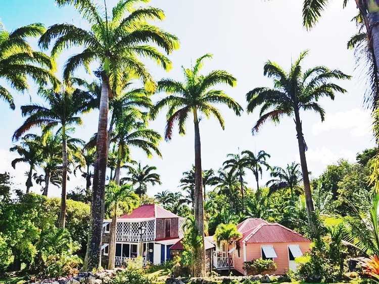 Tall royal palms above cute cottages