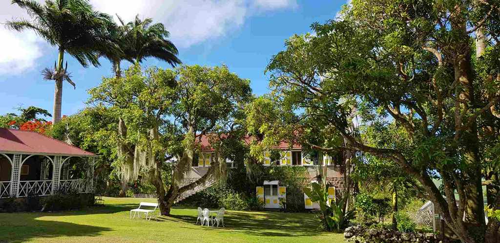 Dining porch lawn and mango tree