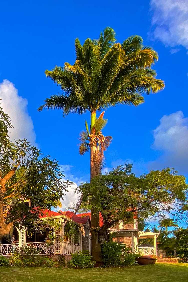 A palm tree above a historic house