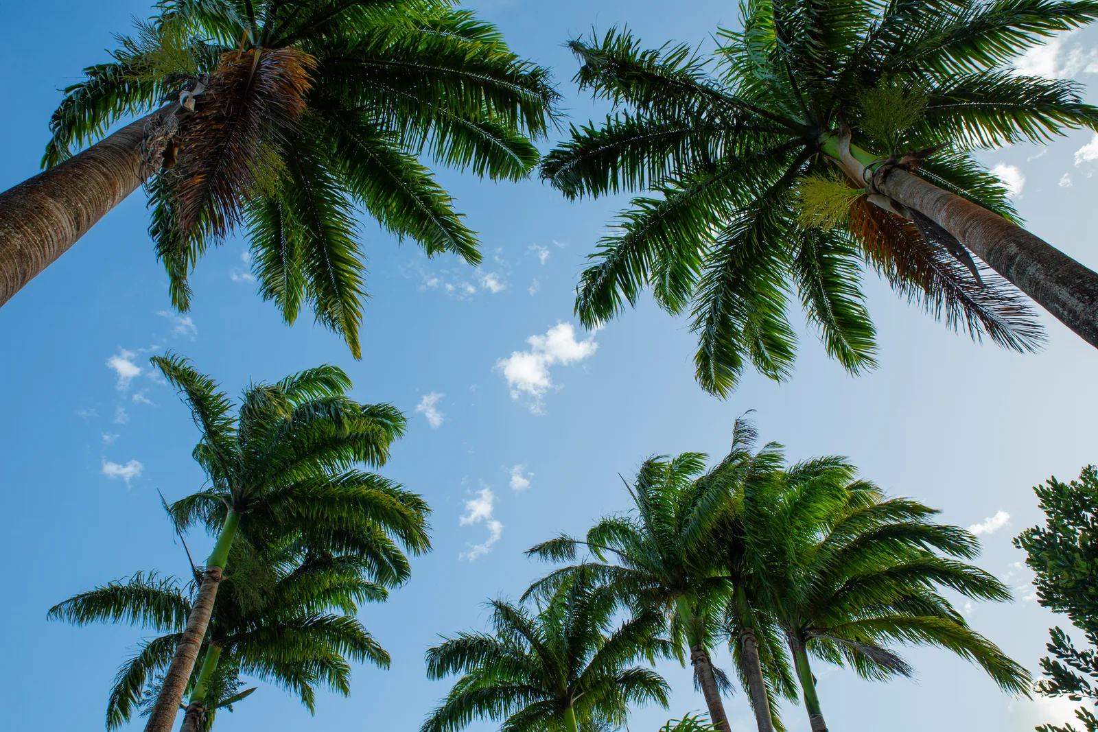 Looking up into the crowns of tall royal palms on the Hermitage estate against a bright Caribbean sky.
